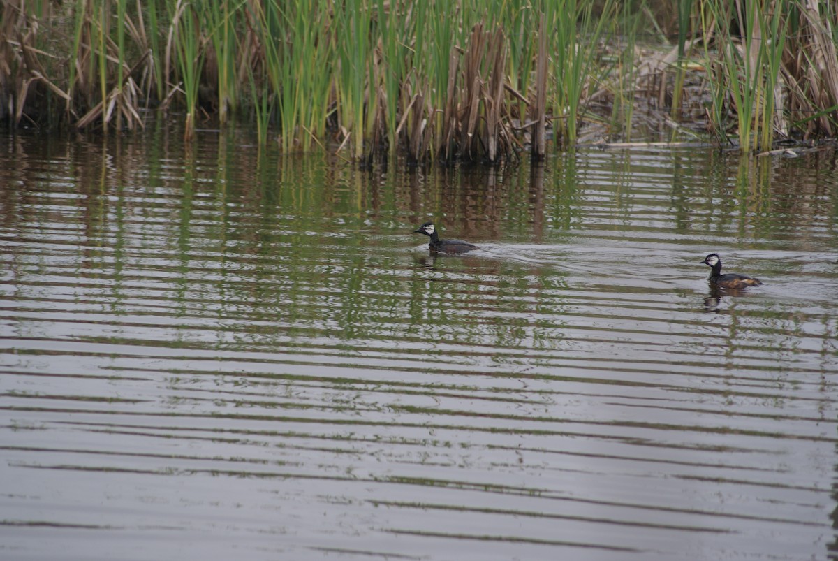 White-tufted Grebe - ML618770176