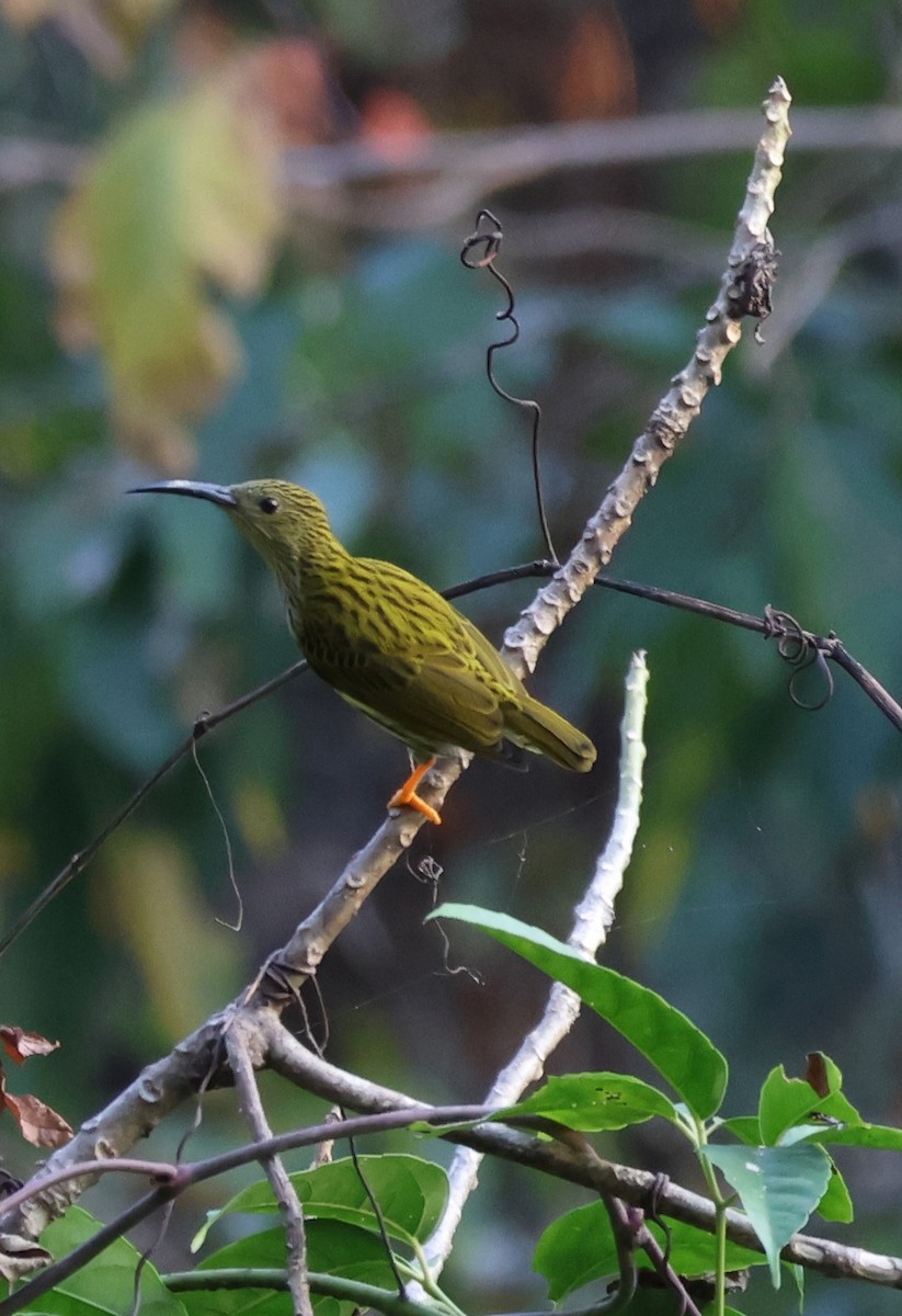 Streaked Spiderhunter - ML618770187