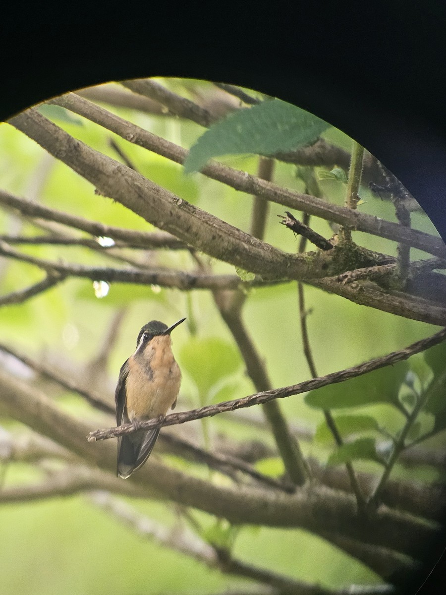 Purple-throated Mountain-gem - Danny J Alvarado S