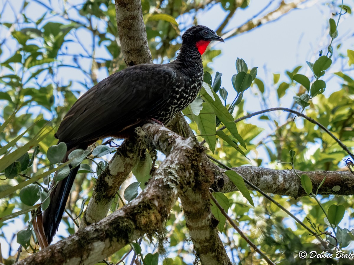 Crested Guan - ML618770219