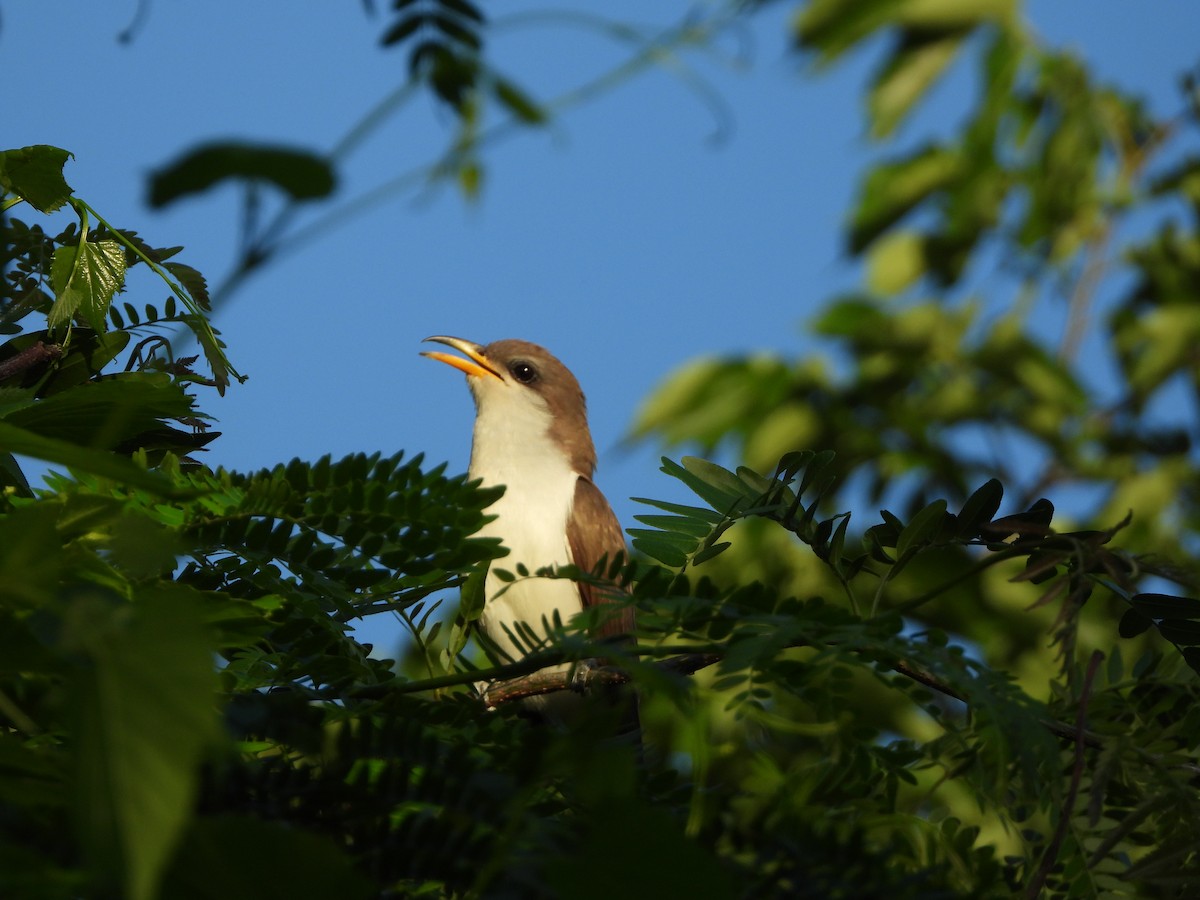 Yellow-billed Cuckoo - Jim Varner