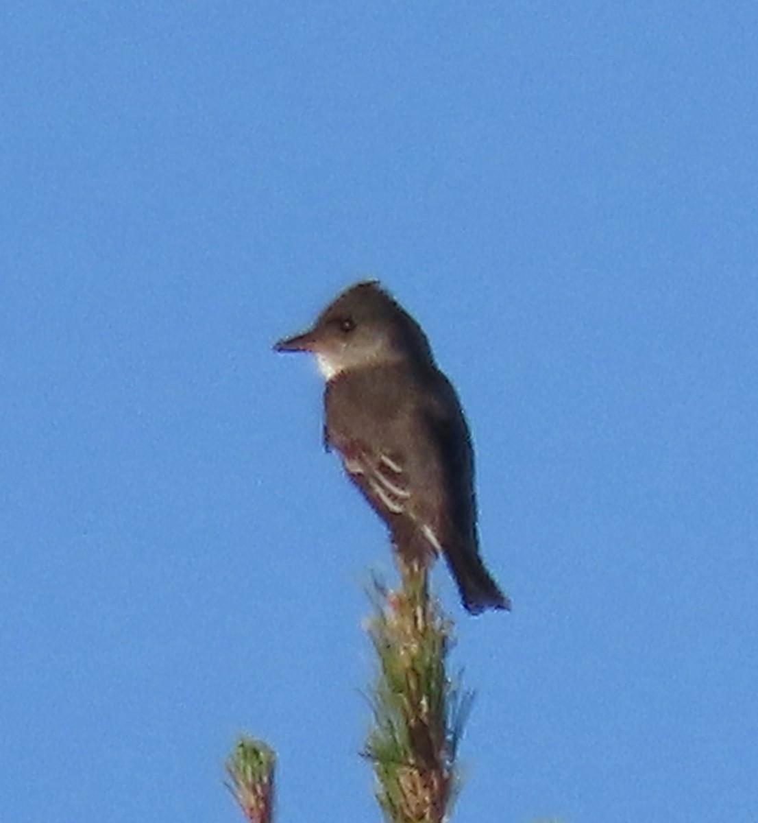 Olive-sided Flycatcher - ML618770289