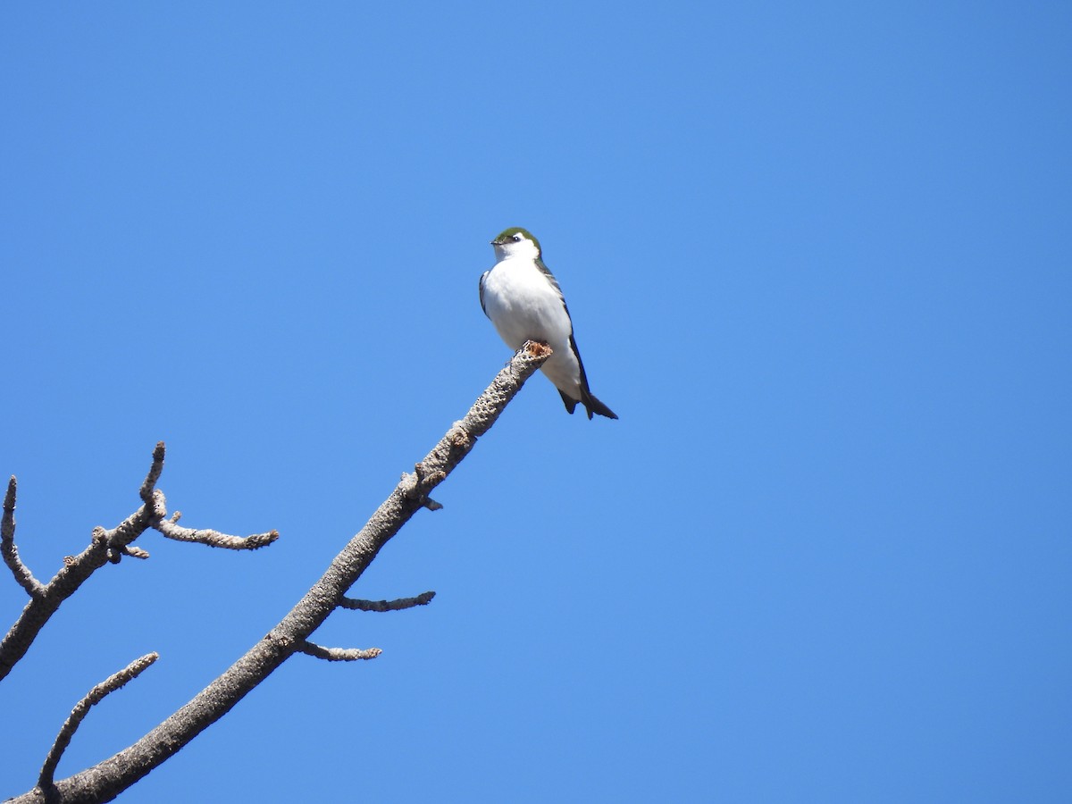 Hirondelle à face blanche - ML618770291