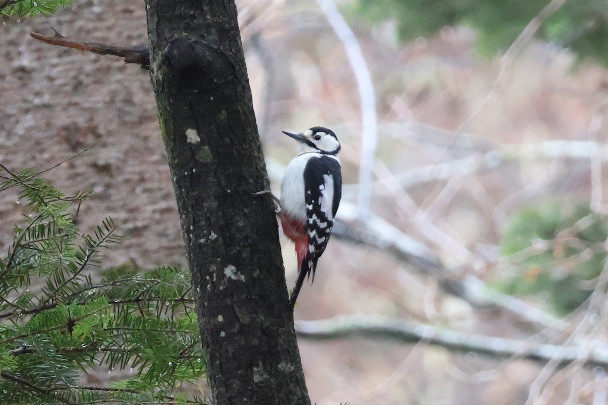 Great Spotted Woodpecker - ML618770307