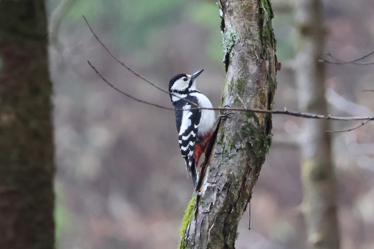 Great Spotted Woodpecker - ML618770308