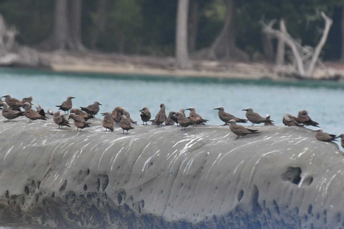 Brown Noddy - amrit raha