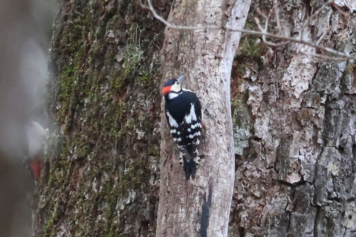 Great Spotted Woodpecker - ML618770310