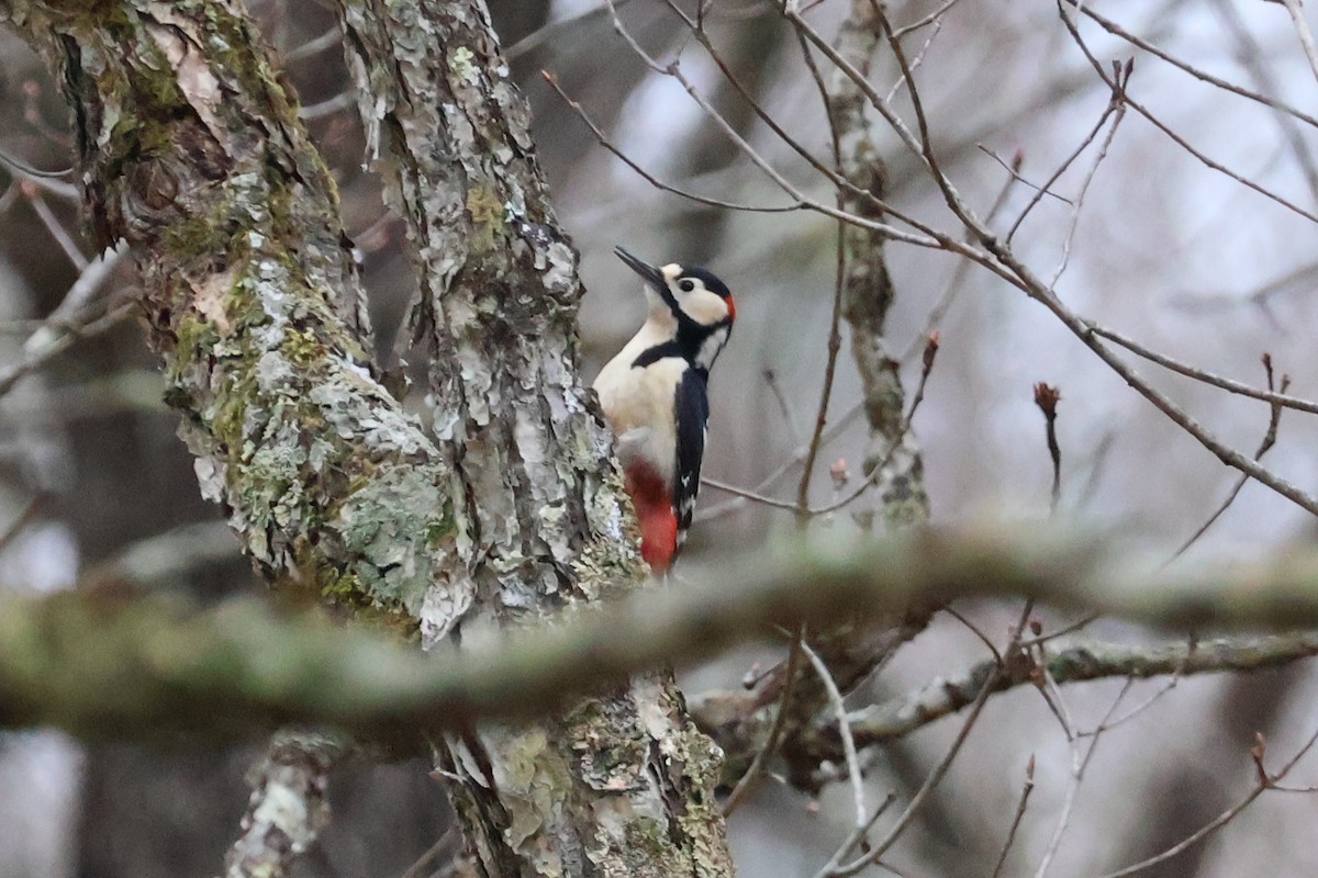 Great Spotted Woodpecker - ML618770311
