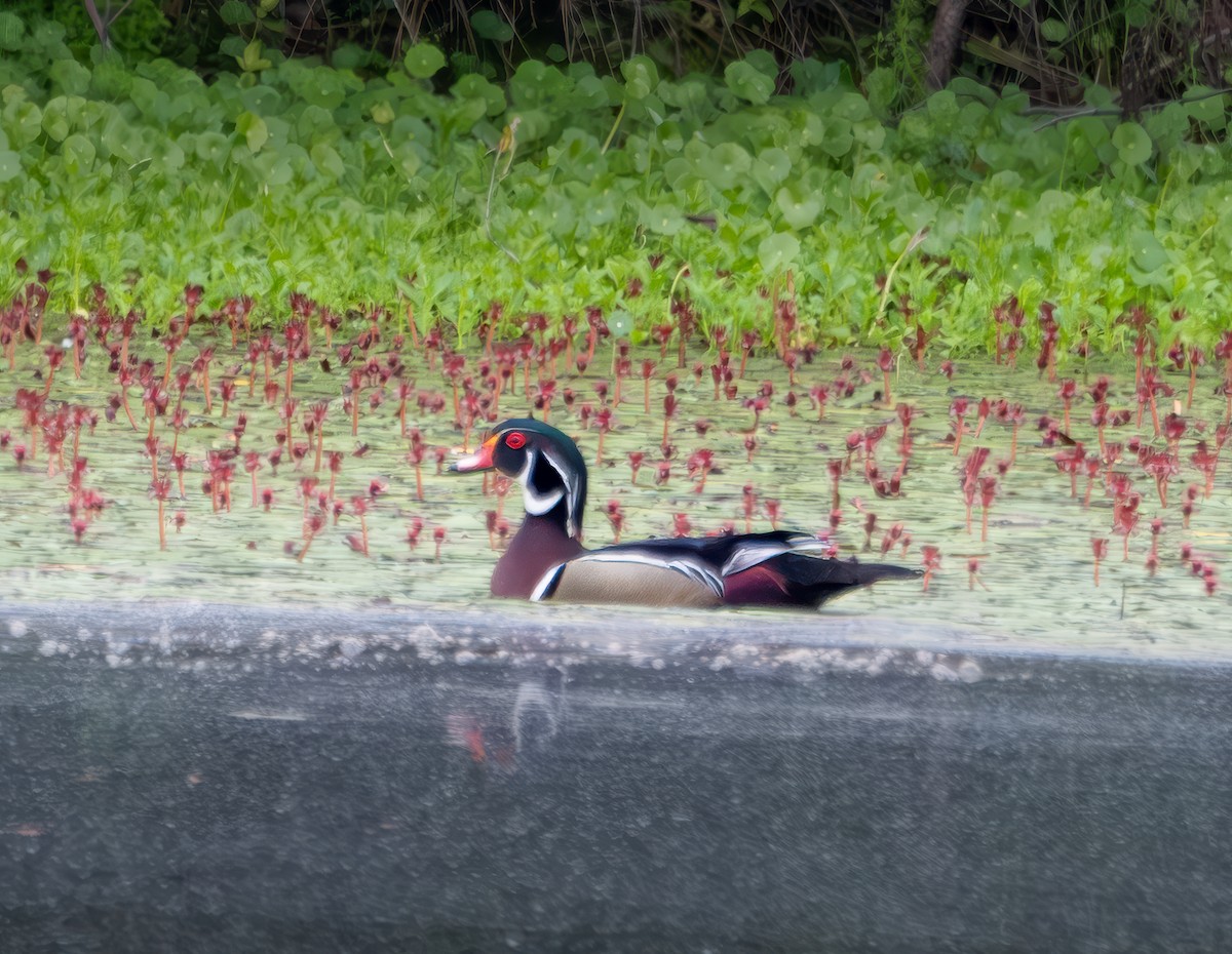 Wood Duck - ML618770315