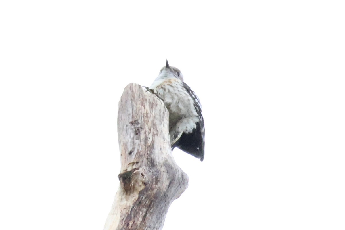 Japanese Pygmy Woodpecker - ML618770338