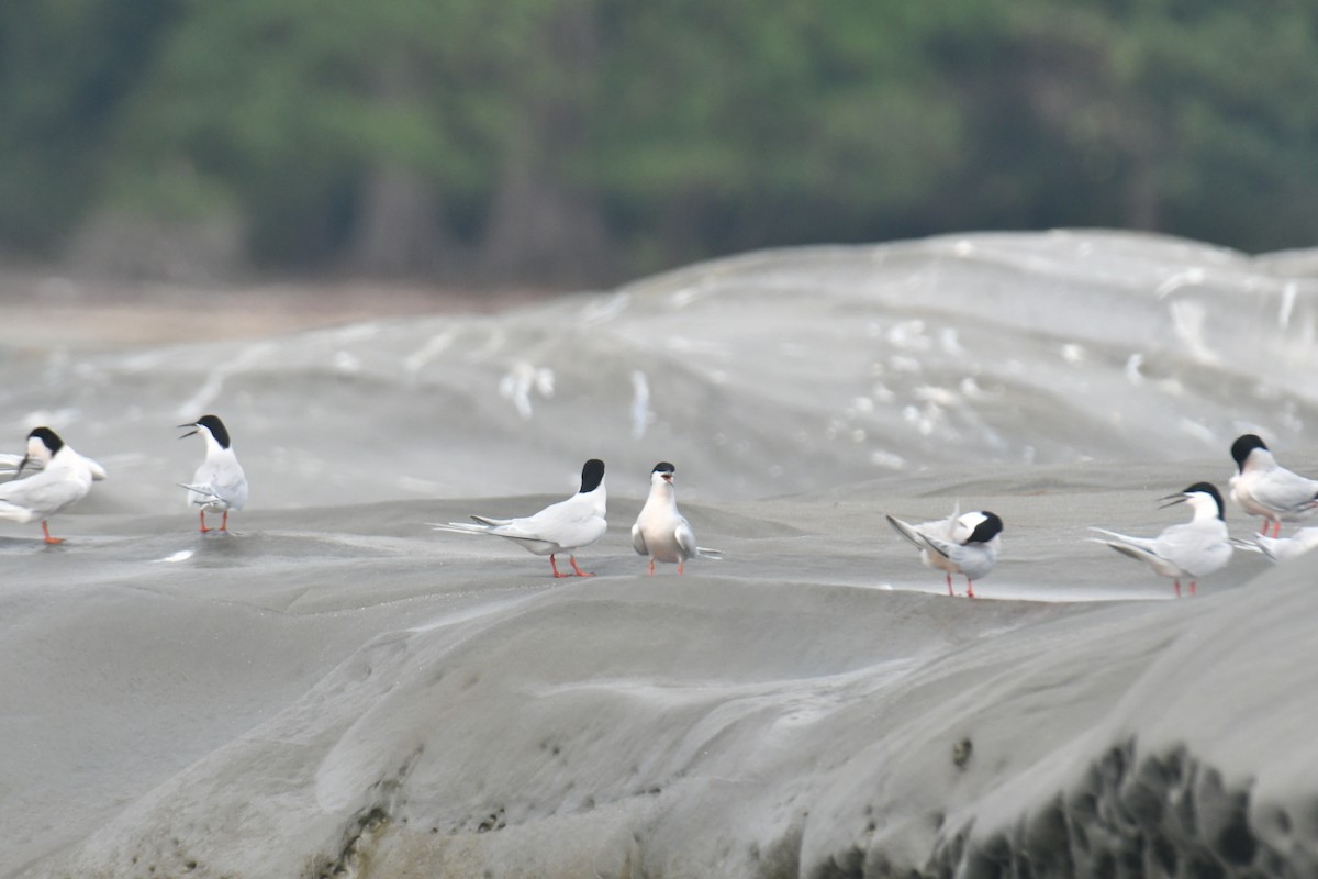 Roseate Tern - ML618770344