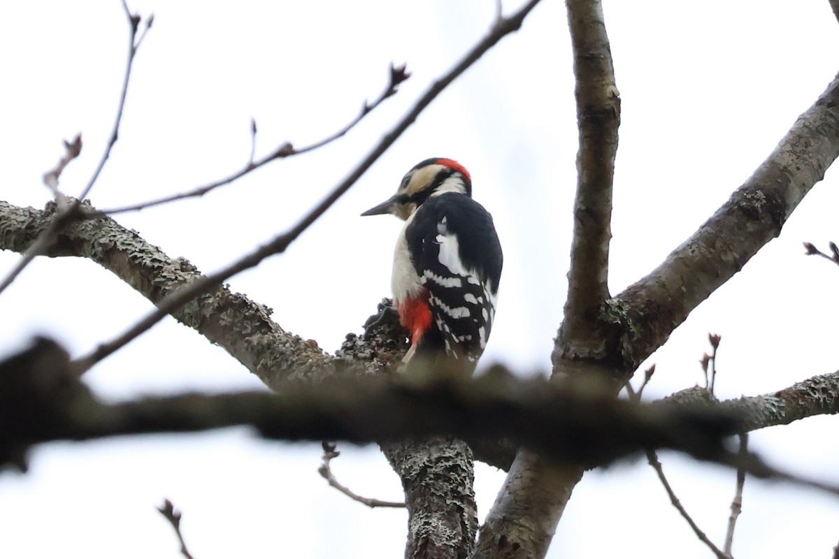 Great Spotted Woodpecker - ML618770345