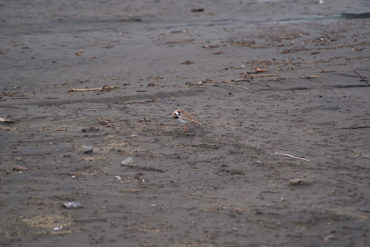 Collared Plover - joaquín Israel