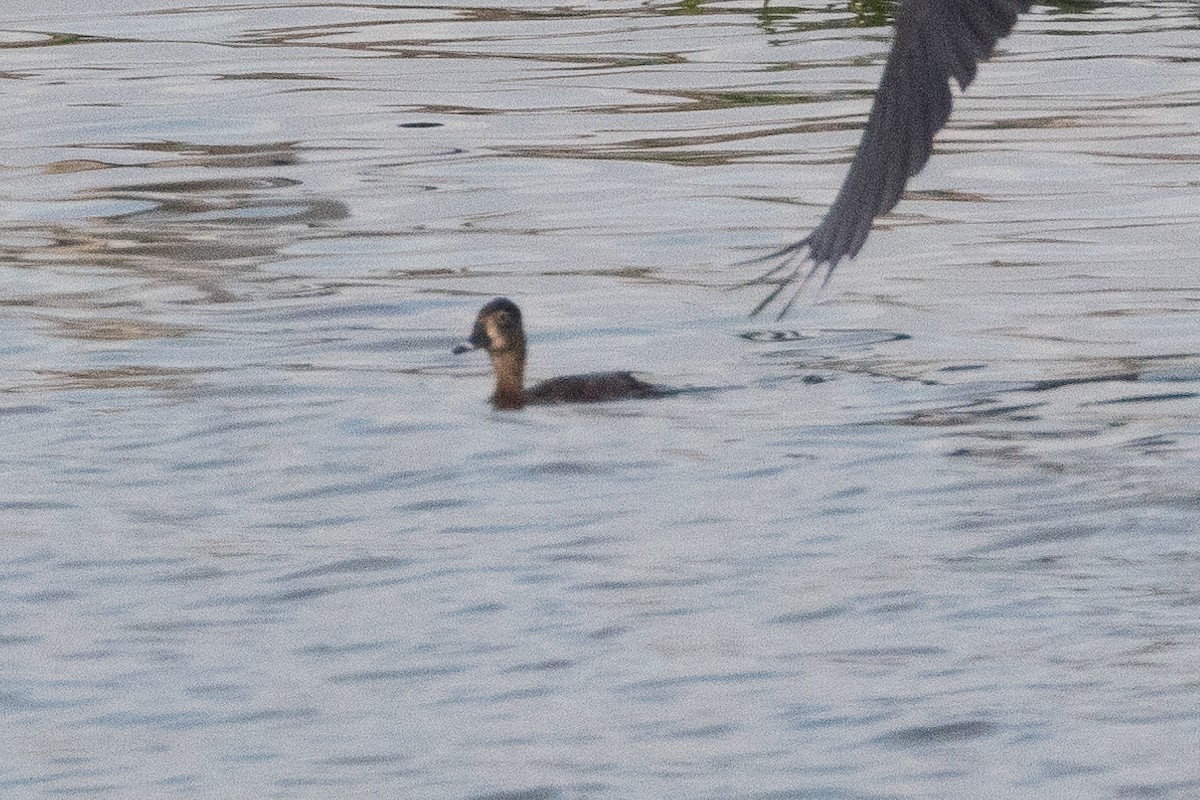 Ring-necked Duck - ML618770374