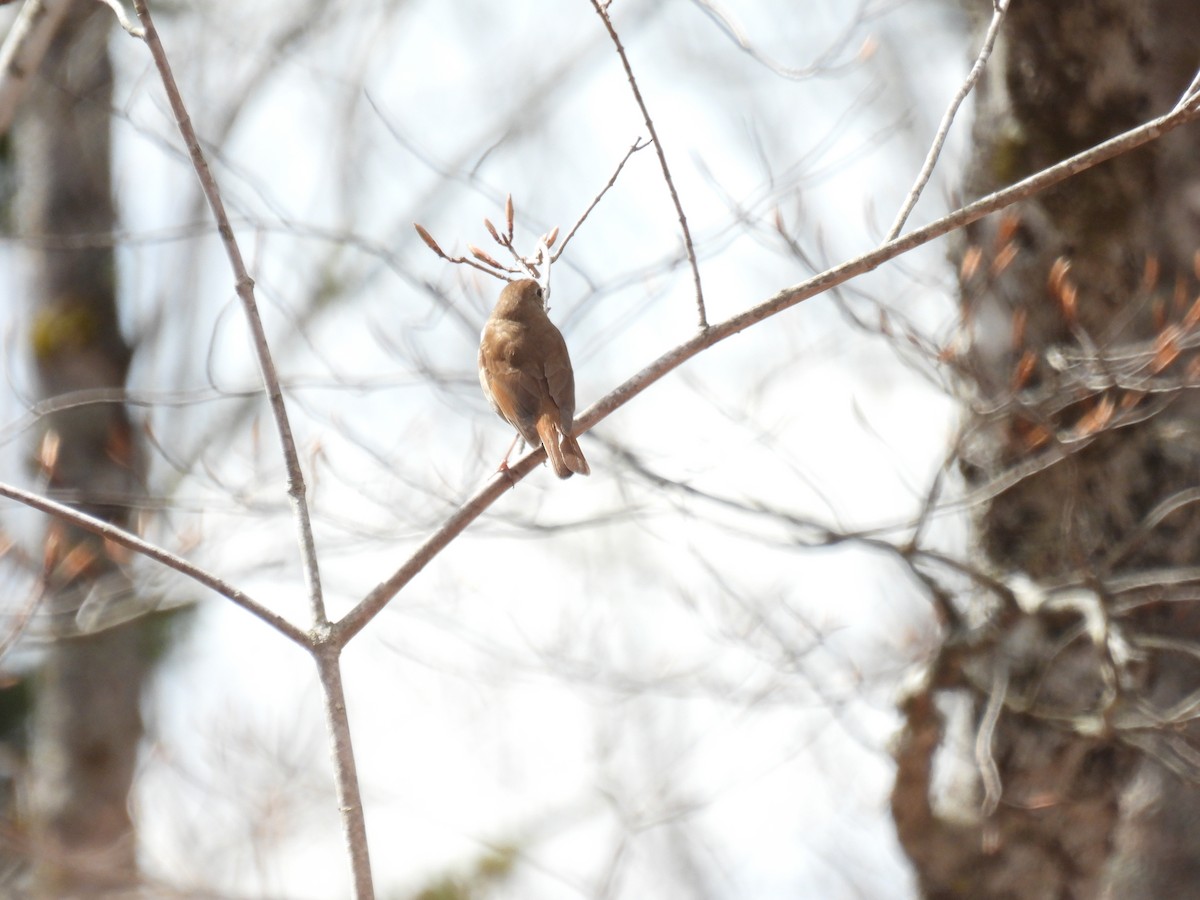 Hermit Thrush - ML618770394