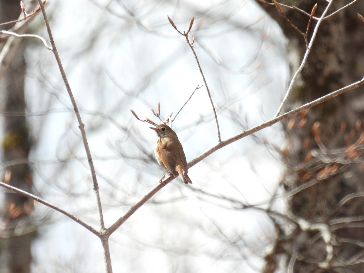 Hermit Thrush - ML618770395