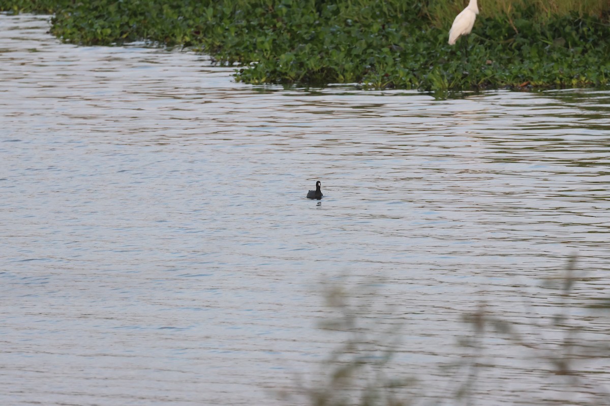 American Coot - Michael Friedman