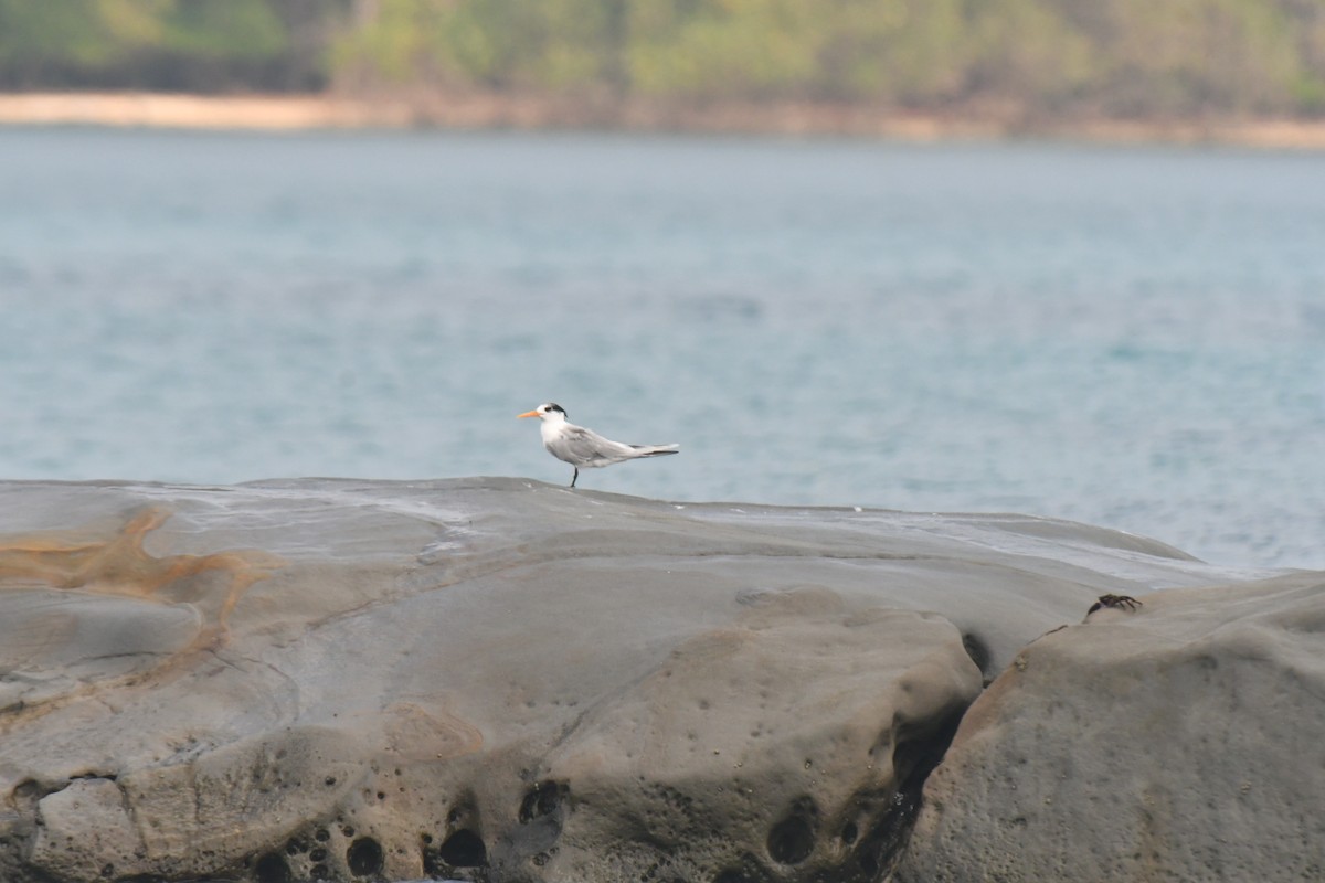 Great Crested Tern - amrit raha