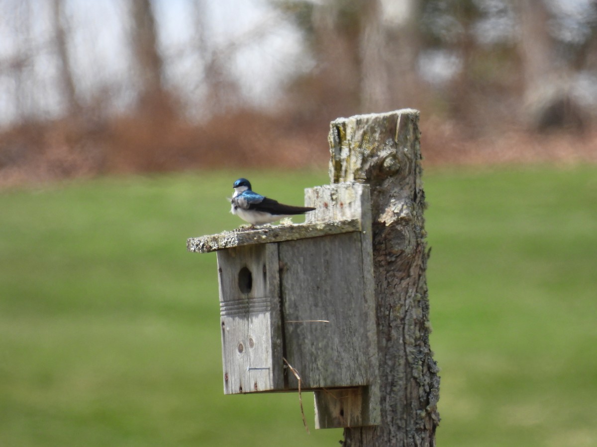 Tree Swallow - Tim Flight