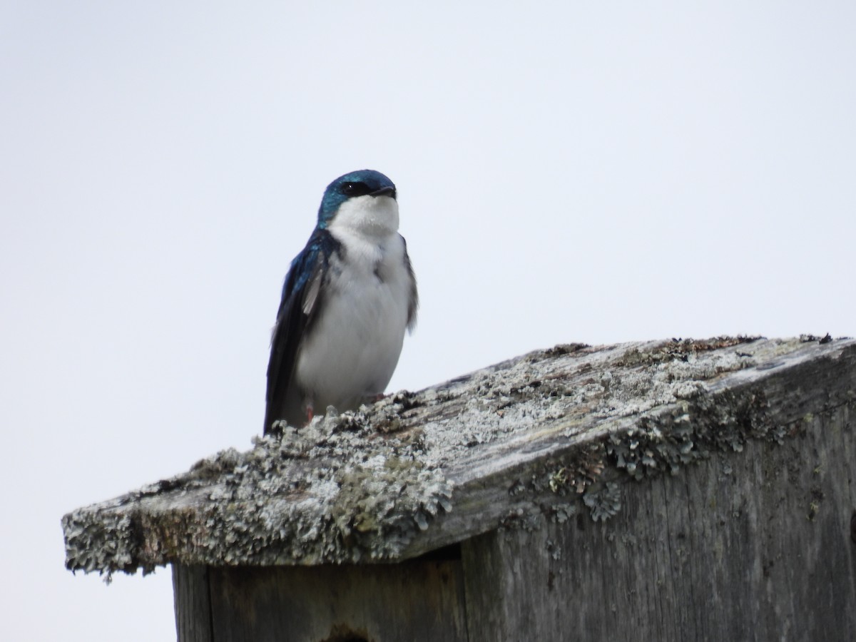 Tree Swallow - Tim Flight