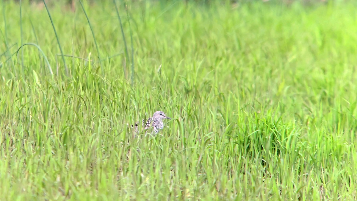 Lesser Yellowlegs - Travis Young