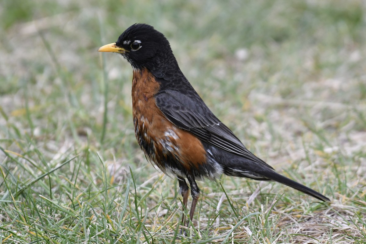 American Robin (nigrideus) - Tim Healy