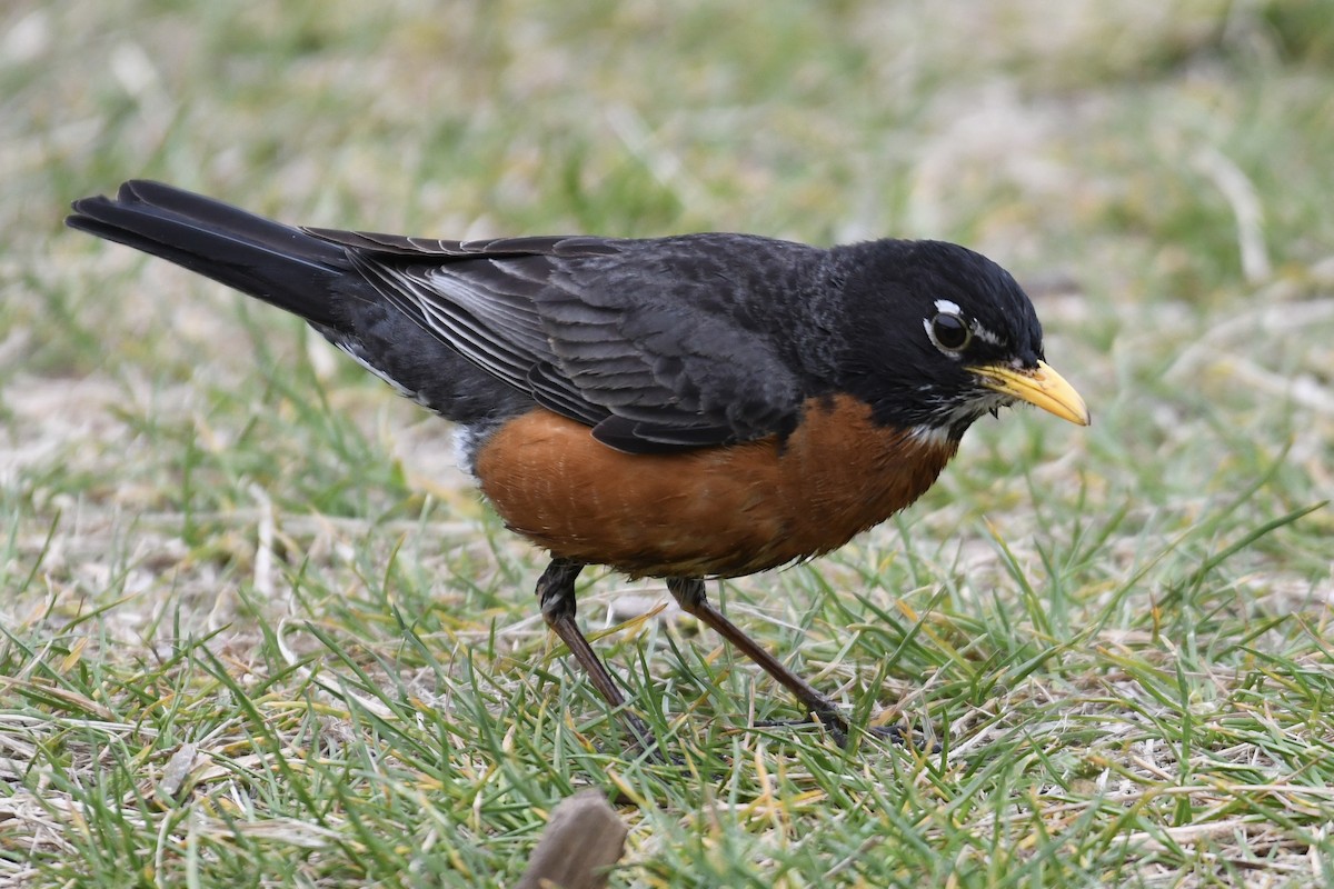 American Robin (nigrideus) - Tim Healy