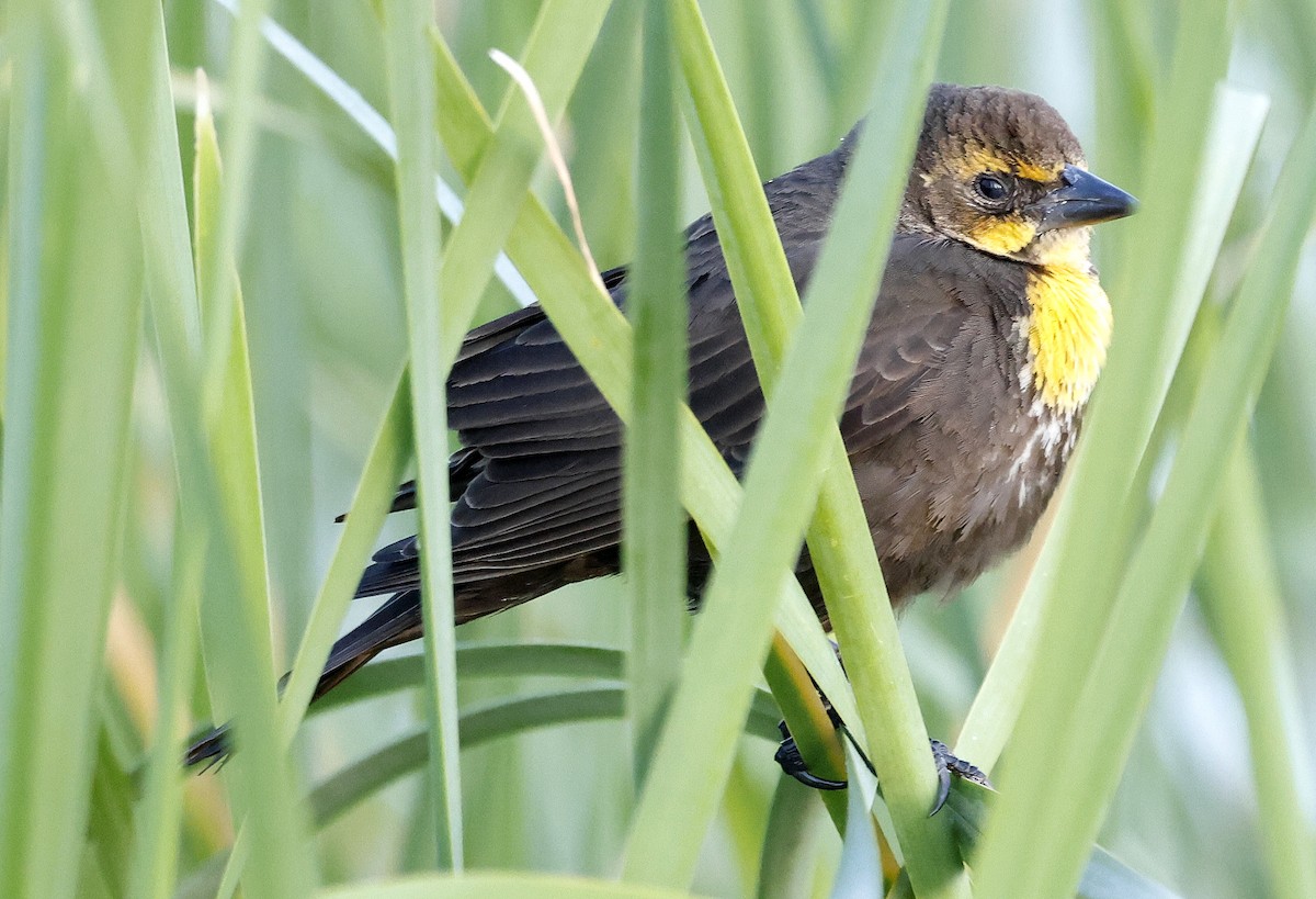 Yellow-headed Blackbird - Daniel Murphy