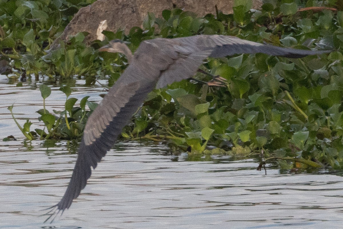 Great Blue Heron - ML618770425