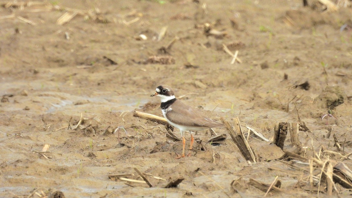 Semipalmated Plover - W. Travis Young