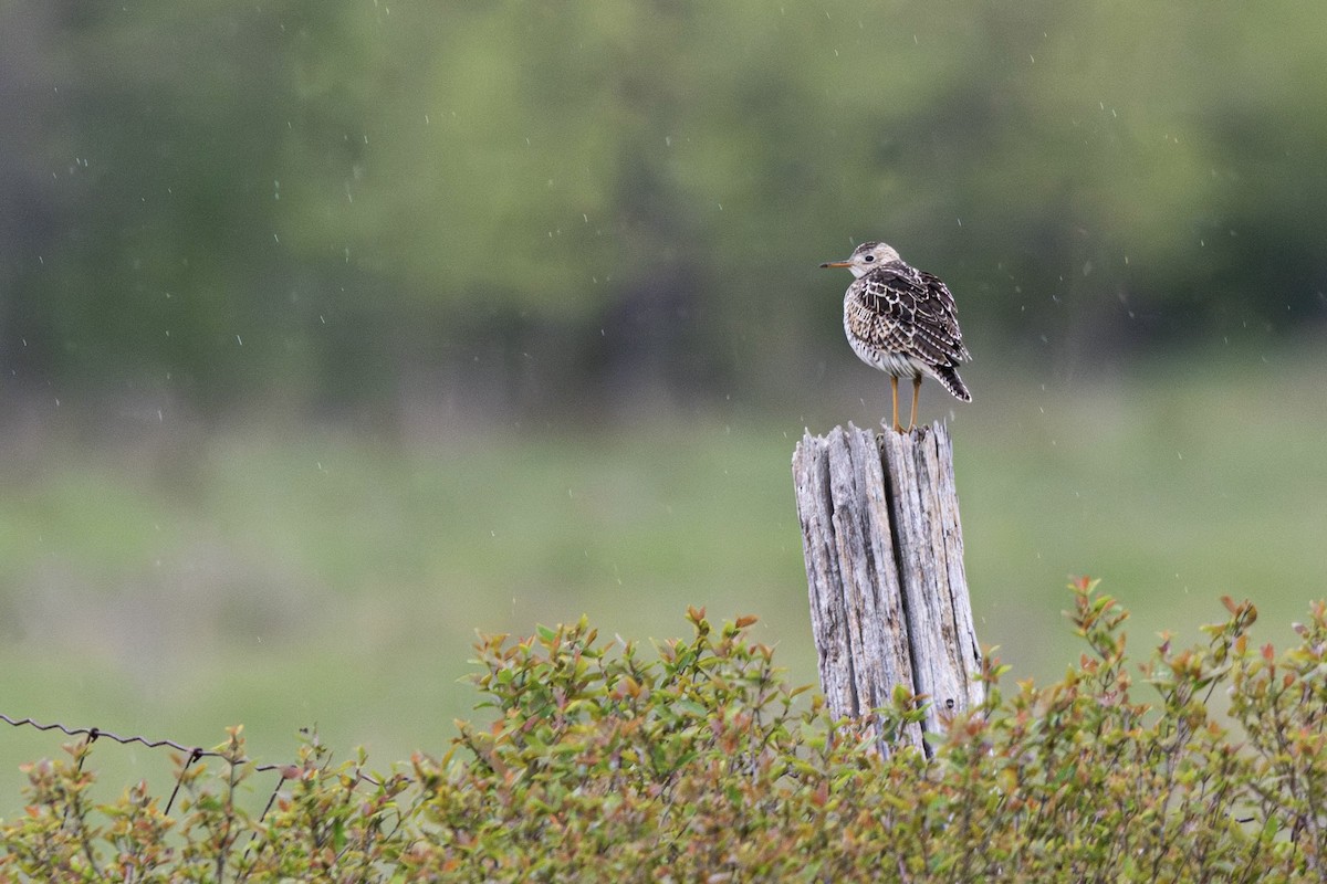 Upland Sandpiper - ML618770437