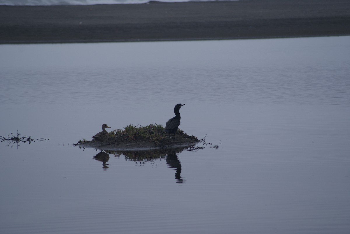 Cormorán Biguá - ML618770439