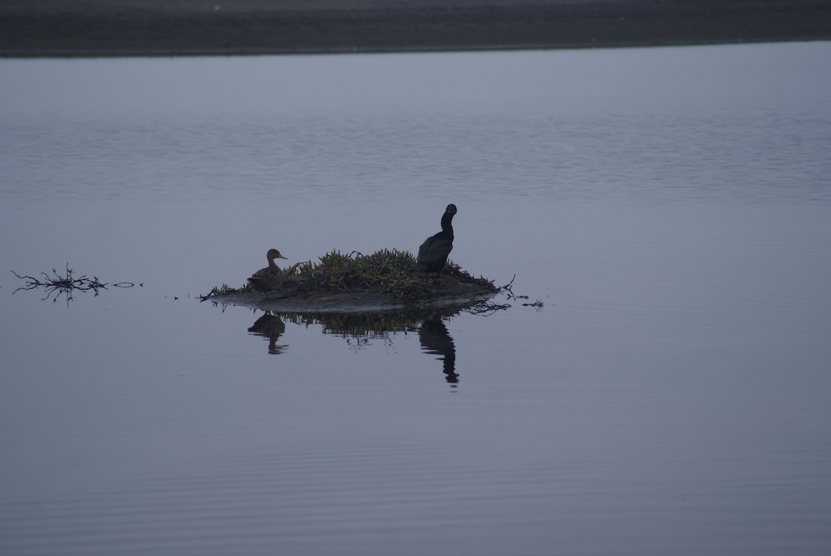 Cormorán Biguá - ML618770440