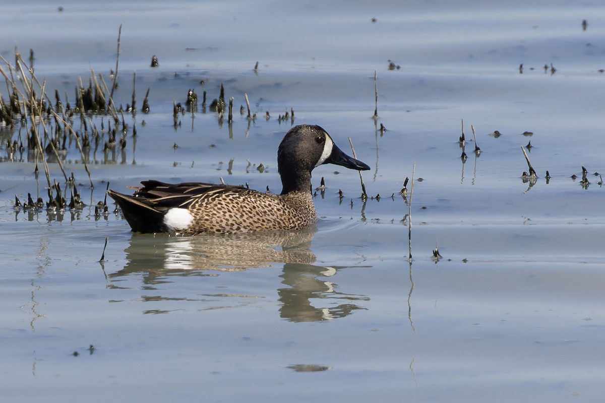 Blue-winged Teal - ML618770452