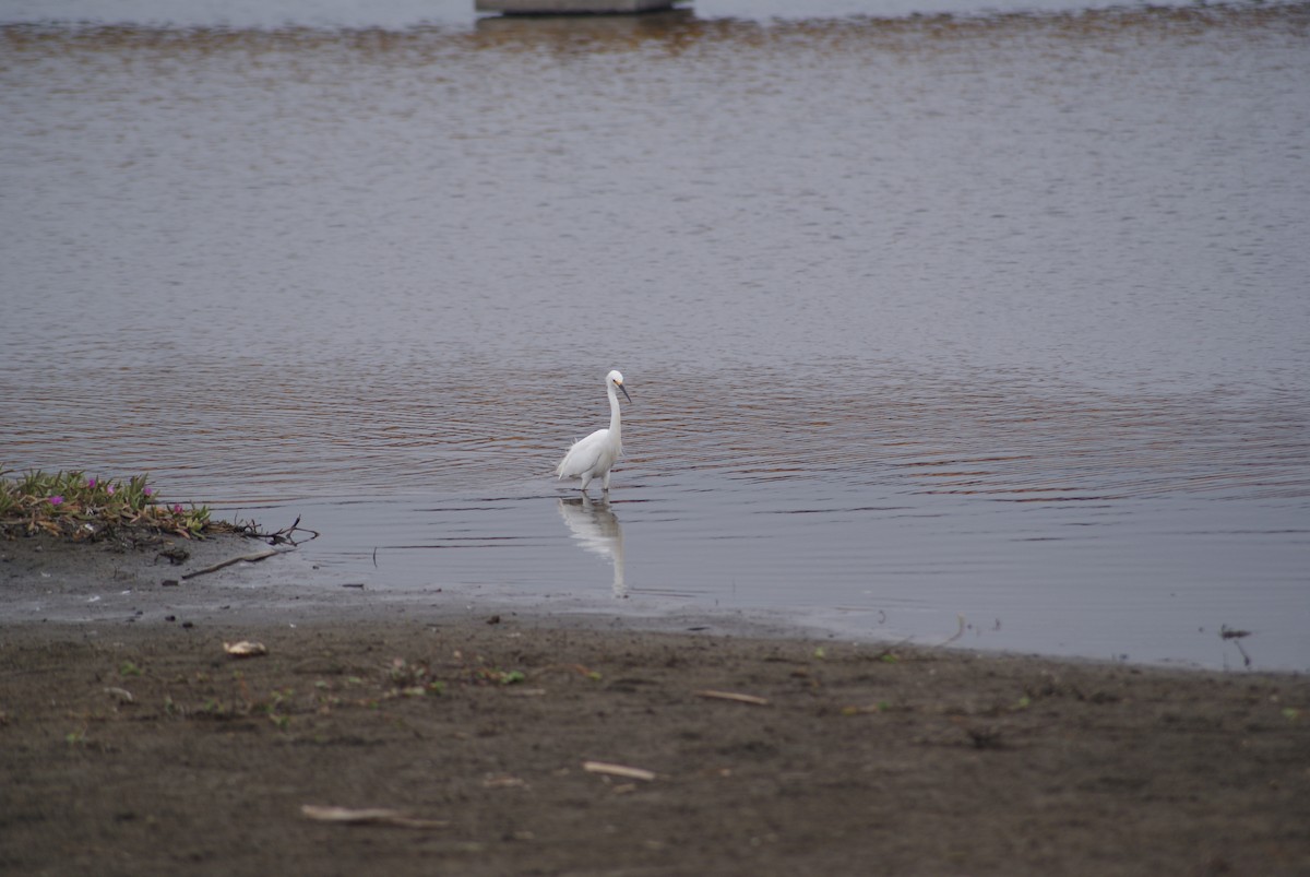 Snowy Egret - joaquín Israel