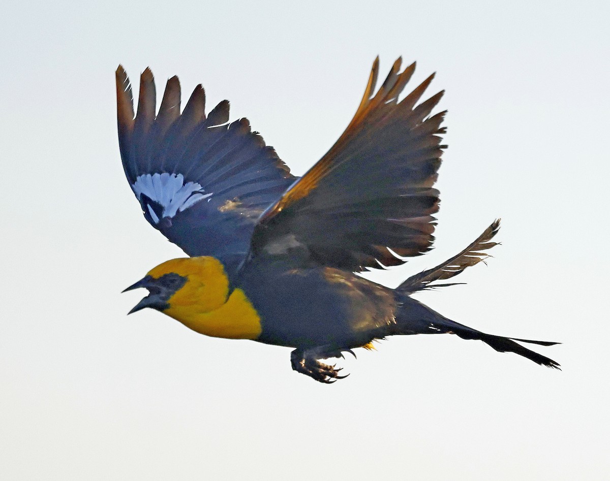 Yellow-headed Blackbird - Daniel Murphy