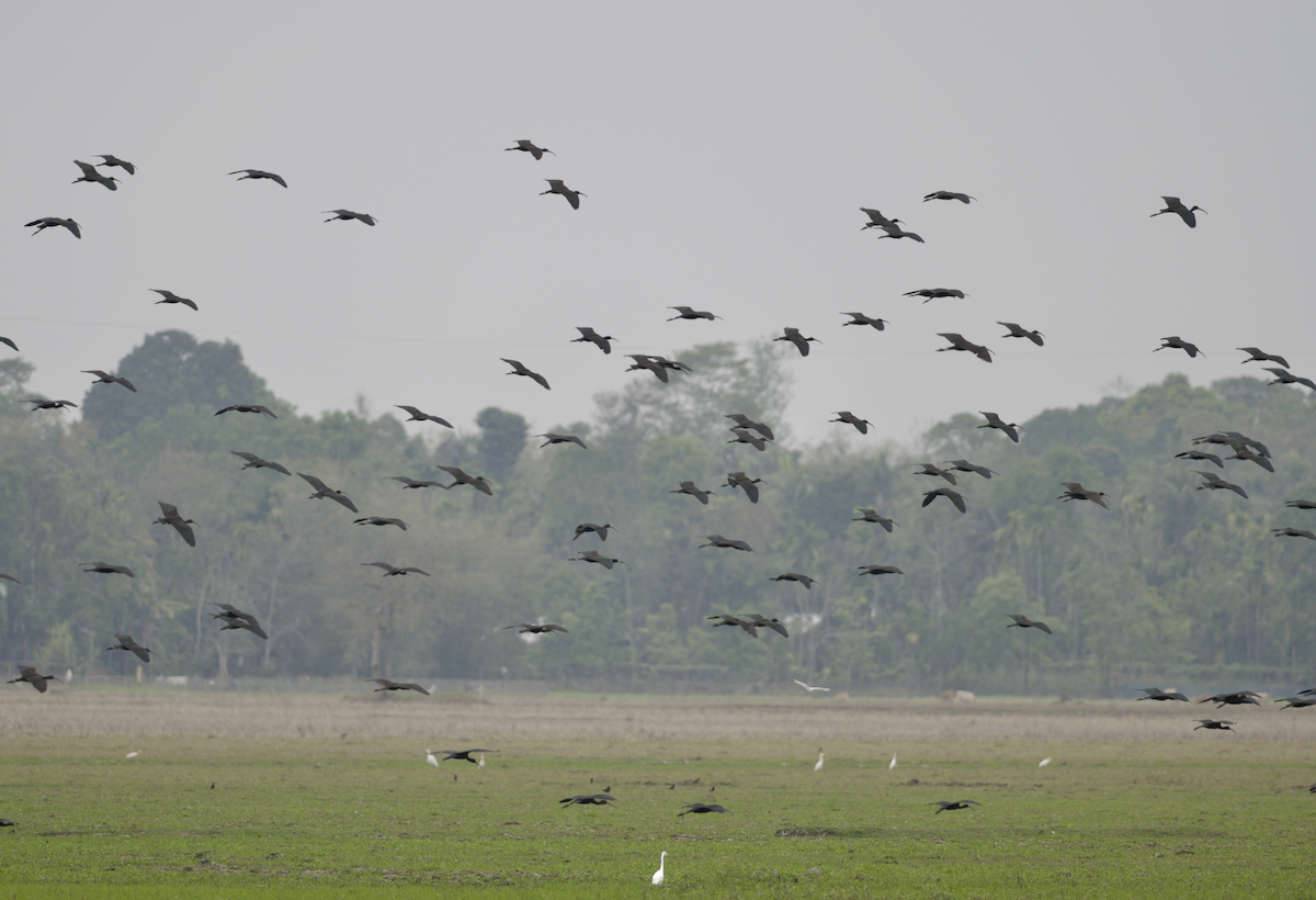 Glossy Ibis - ML618770487