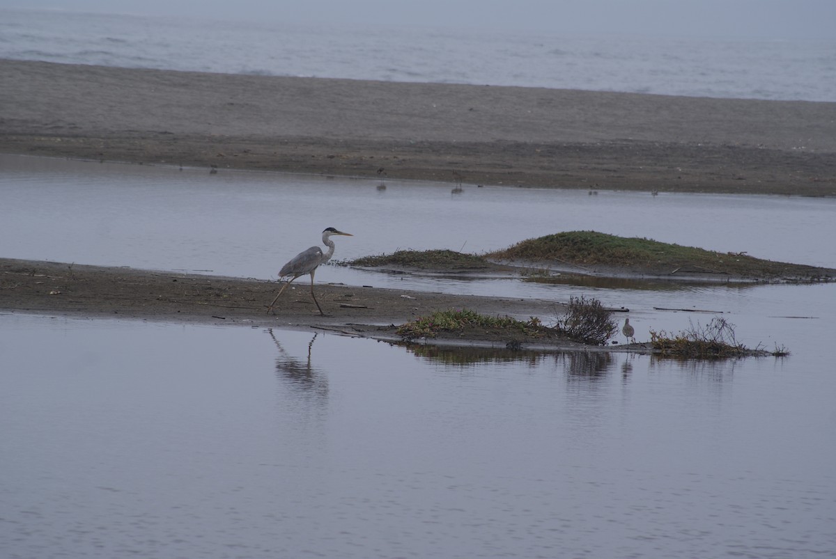 Cocoi Heron - joaquín Israel