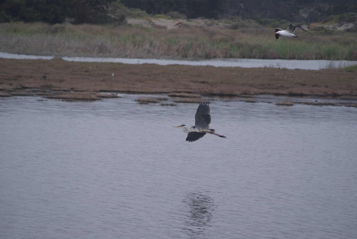 Cocoi Heron - joaquín Israel