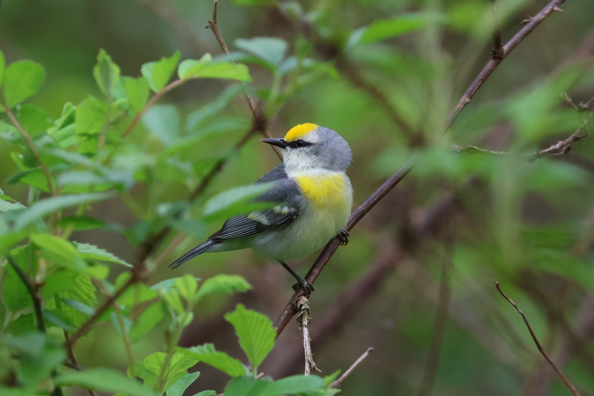 gullvingeparula x blåvingeparula (F1 hybrid) - ML618770498