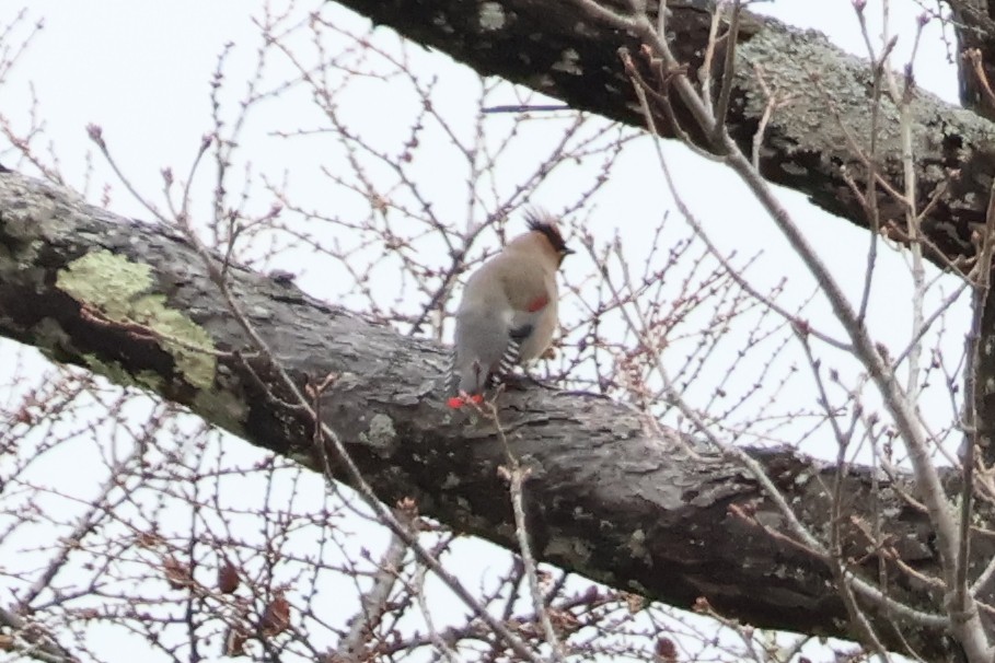 Japanese Waxwing - ML618770507