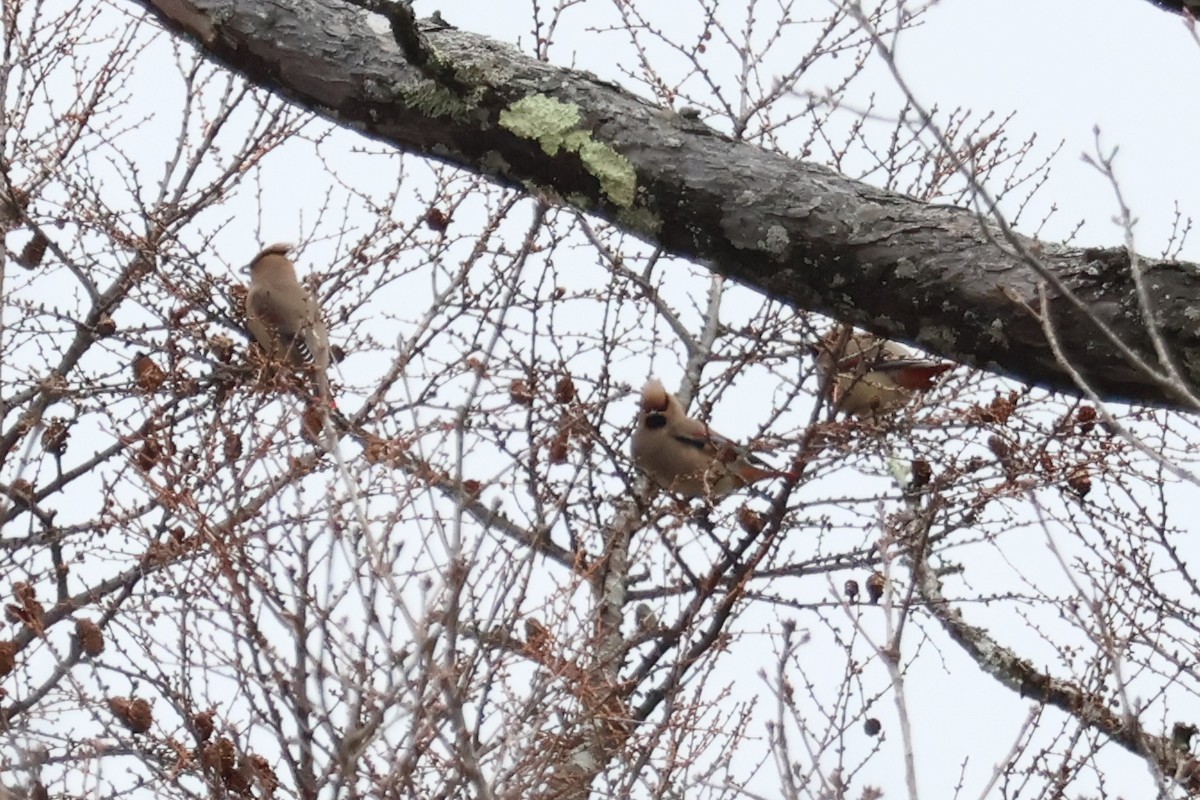 Japanese Waxwing - ML618770516