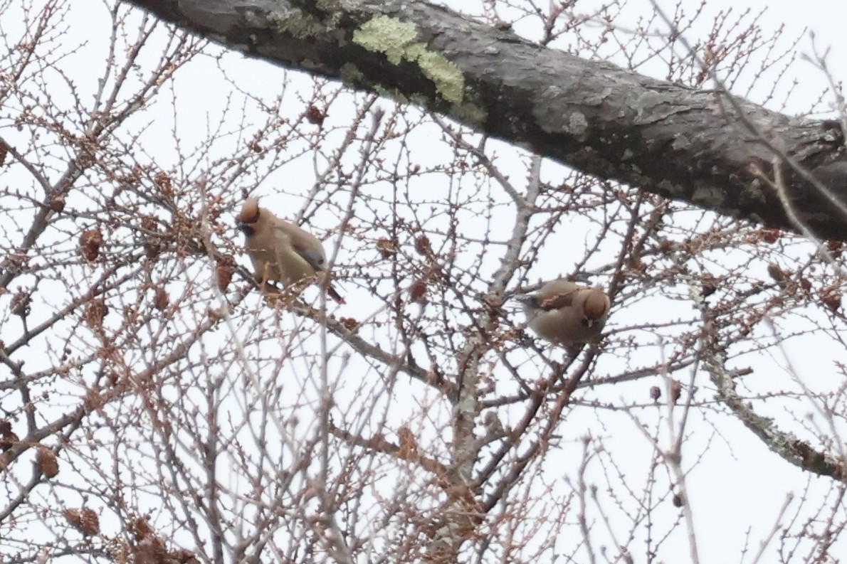 Japanese Waxwing - ML618770518