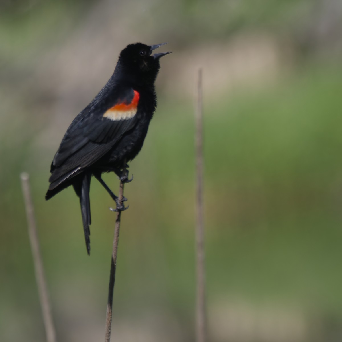 Red-winged Blackbird - Ralph Miner