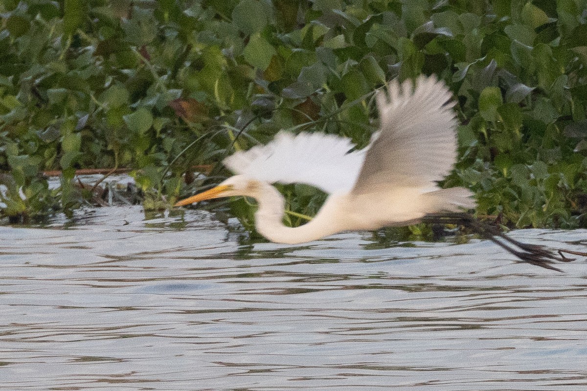 Great Egret - ML618770525