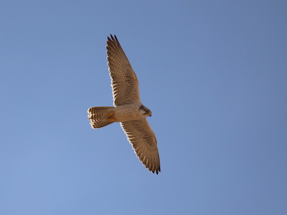 Lanner Falcon - Götz Ellwanger