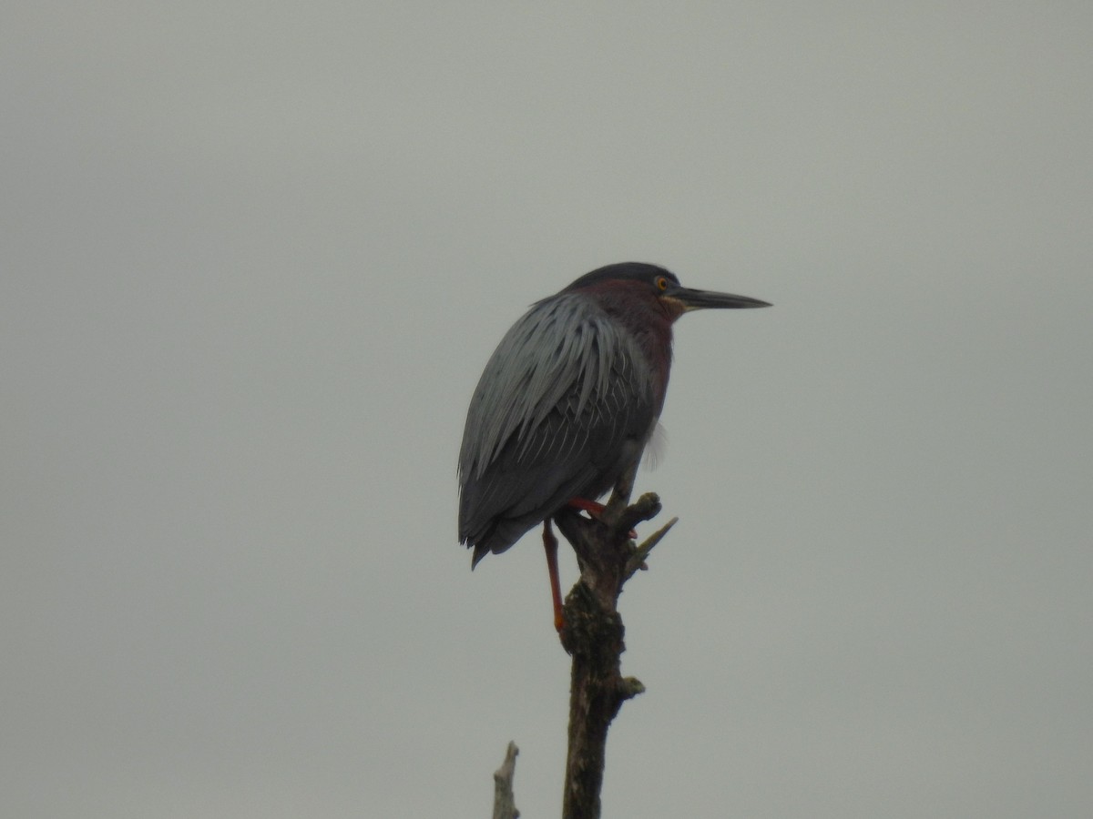 Green Heron - Kimberly Berry