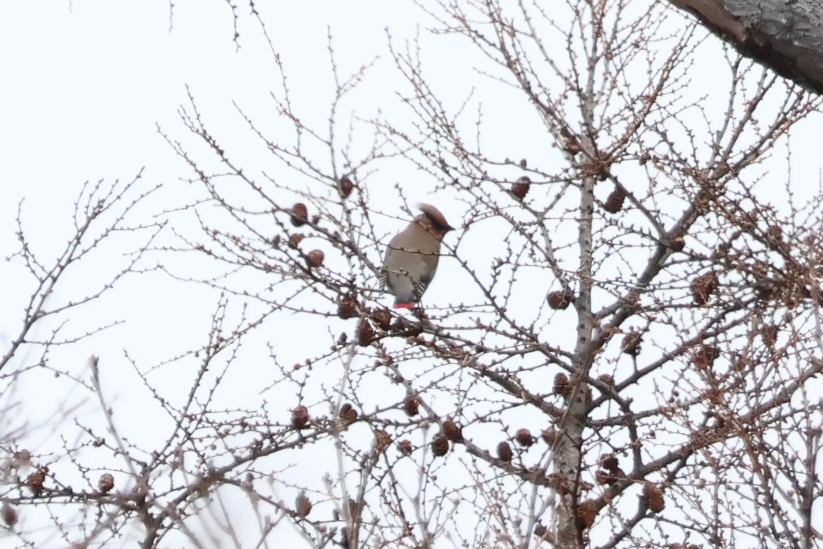 Japanese Waxwing - Eric Cameron