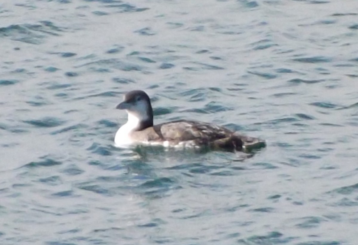 Common Loon - ML618770580