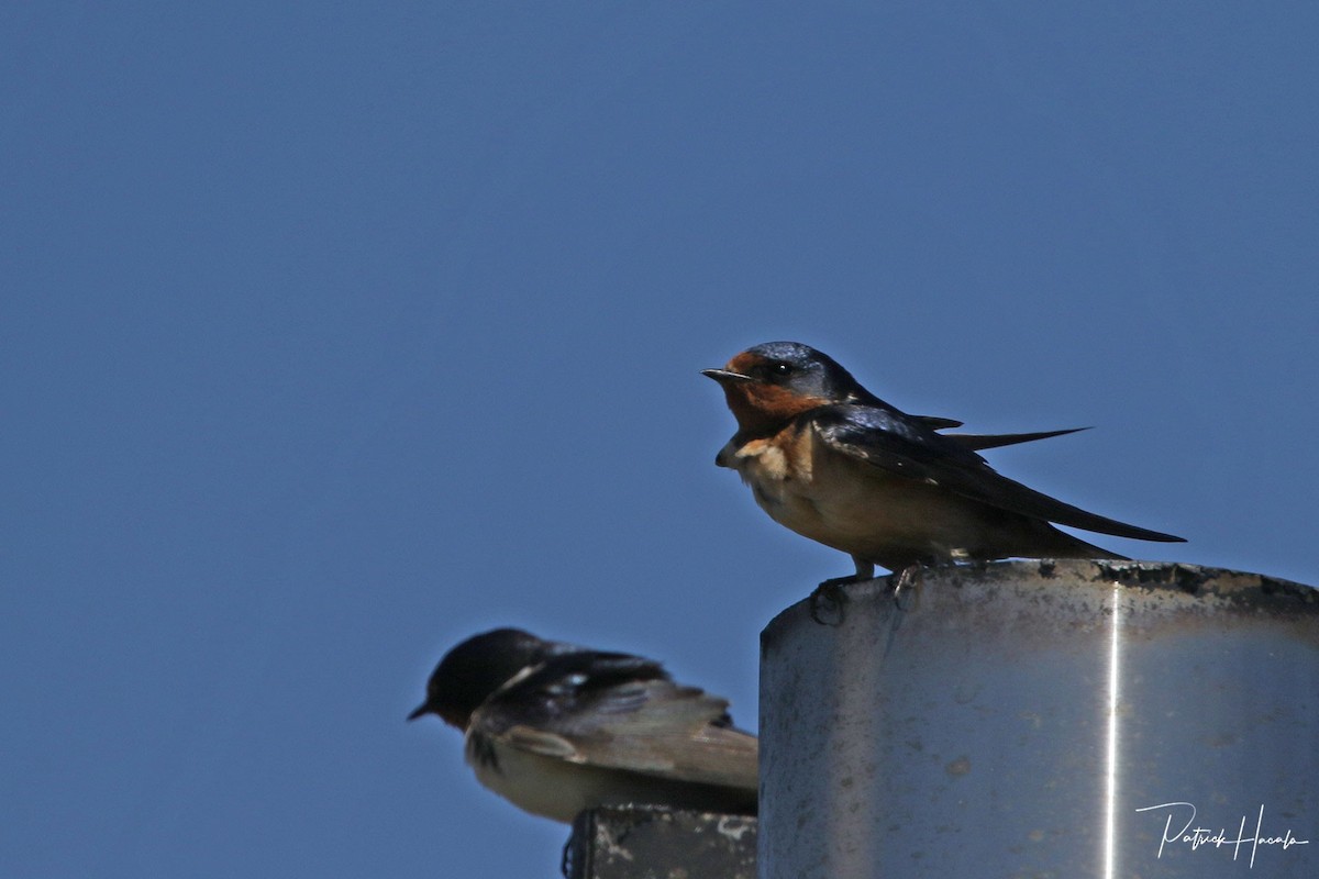 Barn Swallow - ML618770592